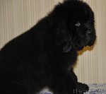 Превью фото № 70064