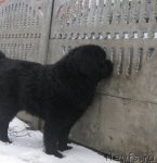 Превью фото № 70497