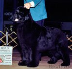 Превью фото № 70520