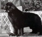 Превью фото № 70522