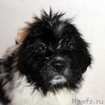 Превью фото № 70558