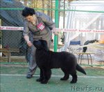 Превью фото № 70606