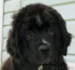 Превью фото № 70721