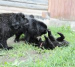 Превью фото № 70786