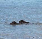 Превью фото № 71109