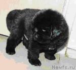 Превью фото № 7118