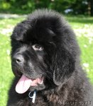 Превью фото № 71252