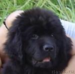 Превью фото № 7131