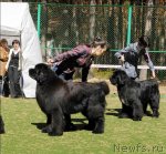 Превью фото № 71361