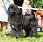 Превью фото № 71376