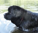 Превью фото № 72006