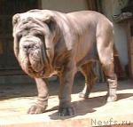 Превью фото № 7204