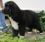 Превью фото № 72152