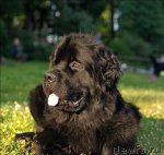 Превью фото № 72422