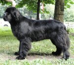 Превью фото № 72586