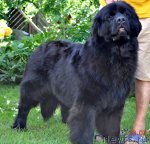 Превью фото № 73325