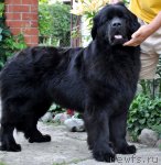 Превью фото № 73326