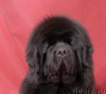 Превью фото № 7337