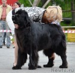 Превью фото № 73379