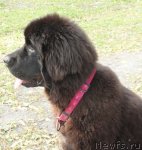 Превью фото № 73746