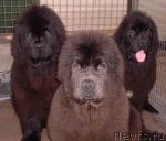 Превью фото № 743