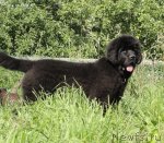 Превью фото № 74315