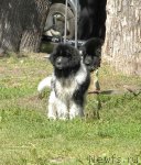 Превью фото № 74600