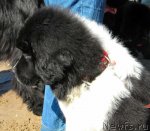 Превью фото № 74617