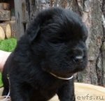 Превью фото № 74913