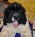 Превью фото № 74979