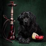 Превью фото № 75031