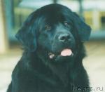 Превью фото № 7510