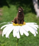 Превью фото № 75168