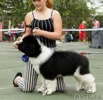 Превью фото № 75236