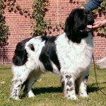 Превью фото № 75244