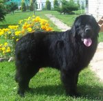 Превью фото № 75421