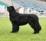 Превью фото № 75480