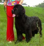 Превью фото № 75630