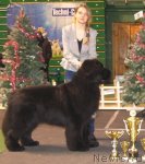 Превью фото № 76141