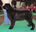 Превью фото № 76587