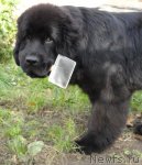 Превью фото № 76945