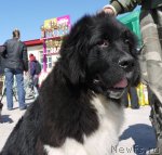 Превью фото № 77058