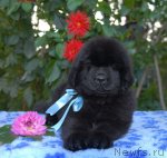 Превью фото № 77100