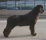 Превью фото № 77144