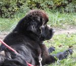 Превью фото № 77201