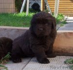 Превью фото № 77302