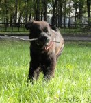 Превью фото № 77579