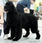 Превью фото № 78273