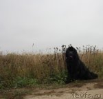 Превью фото № 78510