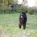 Превью фото № 78796